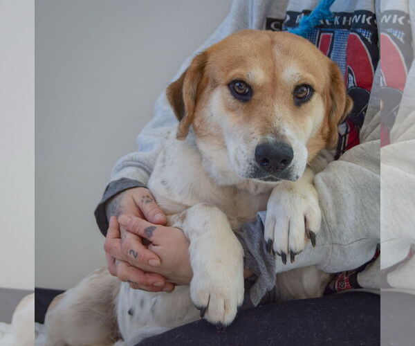 Medium Photo #4 Basset Hound-Unknown Mix Puppy For Sale in Huntley, IL, USA