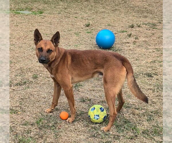 Medium Photo #1 Mutt Puppy For Sale in Plano, TX, USA