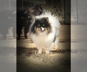 Pomeranian Dog for Adoption in DAWSONVILLE, Georgia USA