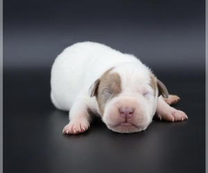 American Bully Puppy for sale in CHAMPAIGN, IL, USA