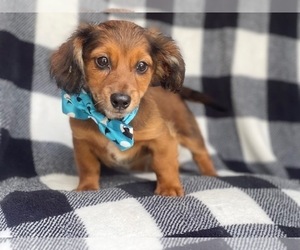Dachshund Puppy for sale in LAKELAND, FL, USA