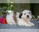 Puppy Corbin Shih Tzu