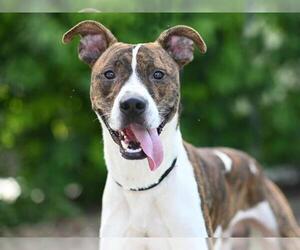 Boxer-Unknown Mix Dogs for adoption in Tavares, FL, USA