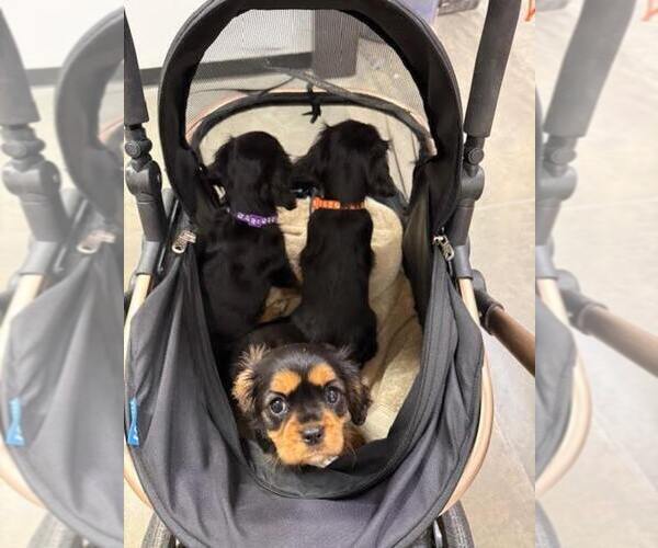 Medium Photo #14 Cavalier King Charles Spaniel Puppy For Sale in NAMPA, ID, USA