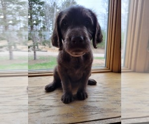 Labrador Retriever Puppy for sale in NEILLSVILLE, WI, USA