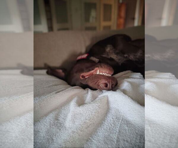 Medium Photo #3 German Shorthaired Pointer Puppy For Sale in Menlo Park, CA, USA