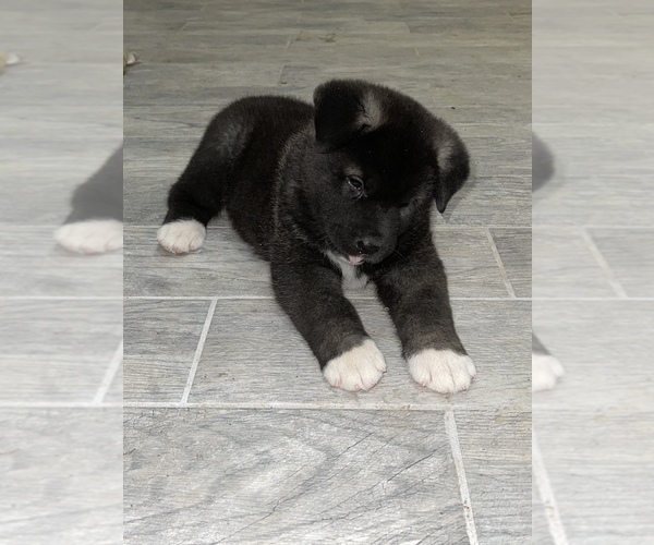 Medium Photo #10 Akita Puppy For Sale in ONTARIO, OR, USA