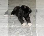 Small Photo #10 Akita Puppy For Sale in ONTARIO, OR, USA