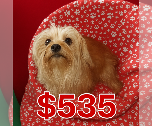 Medium Photo #1 Yorkshire Terrier Puppy For Sale in PATERSON, NJ, USA