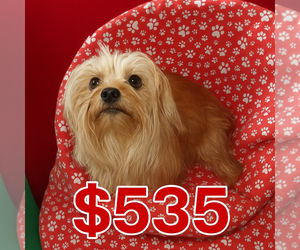 Yorkshire Terrier Puppy for sale in PATERSON, NJ, USA