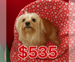 Image preview for Ad Listing. Nickname: Barney