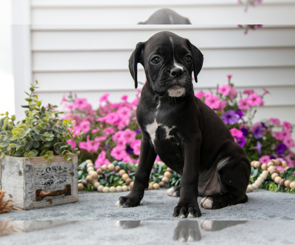 Medium Photo #3 Boxer Puppy For Sale in GRABILL, IN, USA