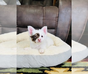 Papillon Puppy for sale in HONEY BROOK, PA, USA