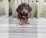 Small Chiweenie