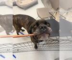 Small #3 Mastiff