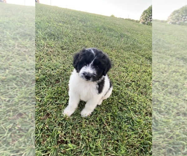 Medium Photo #6 Bordoodle-F2 Aussiedoodle Mix Puppy For Sale in BLAINE, TN, USA