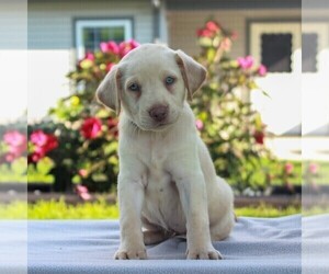 Labrador Retriever Puppy for sale in MYERSTOWN, PA, USA