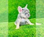 Small Photo #2 French Bulldog Puppy For Sale in CYPRESS, TX, USA