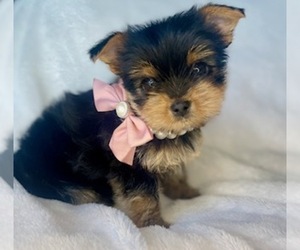 Yorkshire Terrier Puppy for sale in GLENDALE, AZ, USA