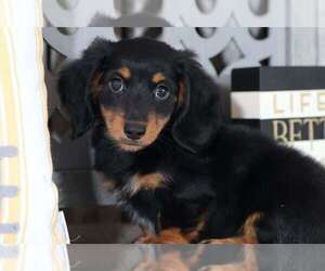 Dachshund Puppy for sale in MOUNT VERNON, OH, USA