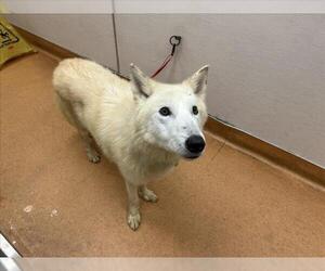 Siberian Husky Dogs for adoption in Martinez, CA, USA