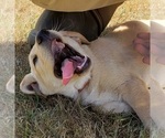 Small #16 Labrador Retriever