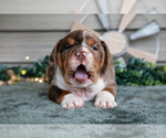 Small #1 Beabull