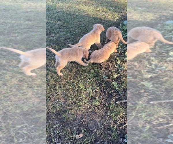 Medium Photo #9 Golden Retriever Puppy For Sale in BOILING SPGS, SC, USA