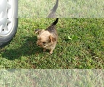 Small Photo #11 Shorkie Tzu Puppy For Sale in NEVADA, TX, USA