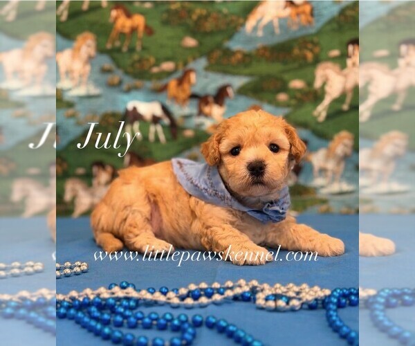 Medium Photo #1 Maltipoo (Miniature) Puppy For Sale in WINNSBORO, LA, USA