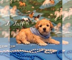 Maltipoo (Miniature) Puppy for sale in WINNSBORO, LA, USA