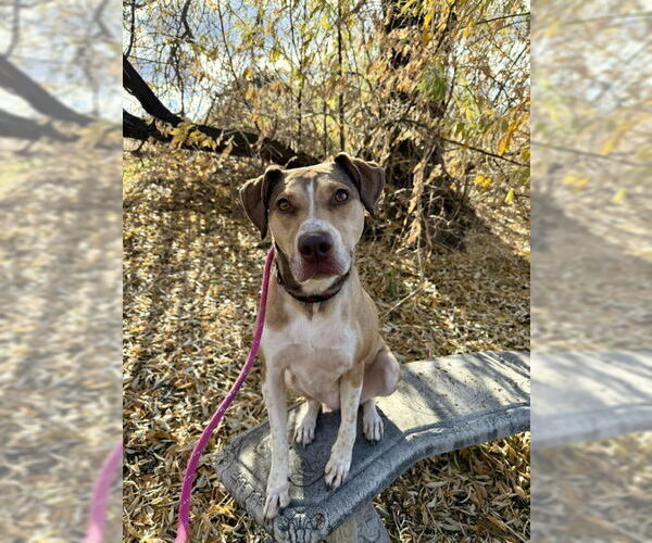 Medium Photo #10 Mutt Puppy For Sale in Sandy, UT, USA