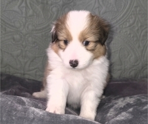 Medium Shetland Sheepdog