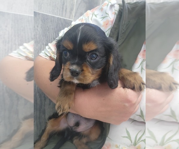 Medium Photo #19 Cavalier King Charles Spaniel Puppy For Sale in GREENWOOD, WI, USA