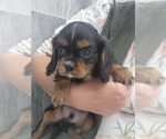 Small #2 Cavalier King Charles Spaniel