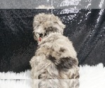Small #6 Poodle (Toy)-Schnoodle (Miniature) Mix
