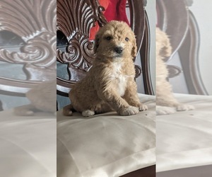 Goldendoodle-Old English Sheepdog Mix Puppy for sale in HANFORD, CA, USA