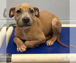 Small #1 Mutt