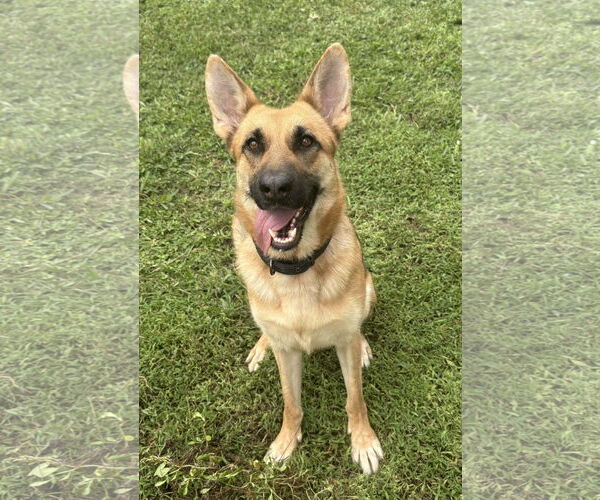 Medium Photo #5 German Shepherd Dog Puppy For Sale in Plantation, FL, USA