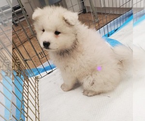 Samoyed Puppy for sale in S SAN FRAN, CA, USA