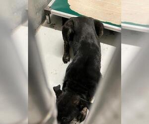 Labrador Retriever-Unknown Mix Dogs for adoption in Conroe, TX, USA