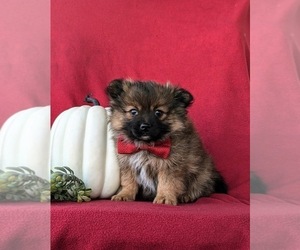 Pomeranian Puppy for sale in OXFORD, PA, USA