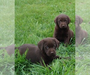 Labrador Retriever Litter for sale in SOUTH WAYNE, WI, USA