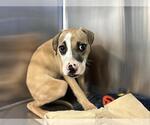 SRIRACHA - Female American Pit Bull Terrier-Unknown Mix Dog for Adoption - Small photo