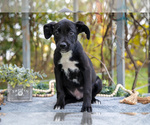 Puppy Diego Border Collie-Boxer Mix