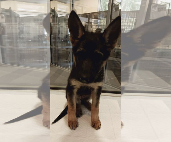 Medium Photo #2 German Shepherd Dog Puppy For Sale in Kankakee, IL, USA