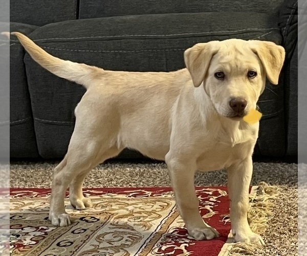Medium Photo #8 Labrador Retriever Puppy For Sale in AMARILLO, TX, USA