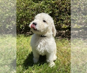 Goldendoodle Puppy for sale in GRAHAM, NC, USA