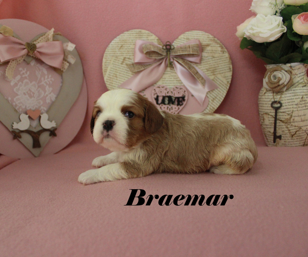 Medium Photo #9 Cavalier King Charles Spaniel Puppy For Sale in CHANUTE, KS, USA