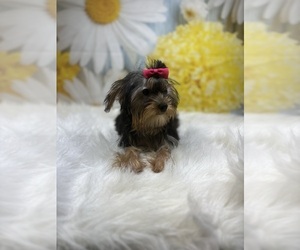 Yorkshire Terrier Puppy for sale in RIPLEY, MS, USA